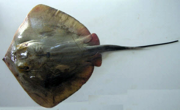Dasyatis pastinaca013.jpg